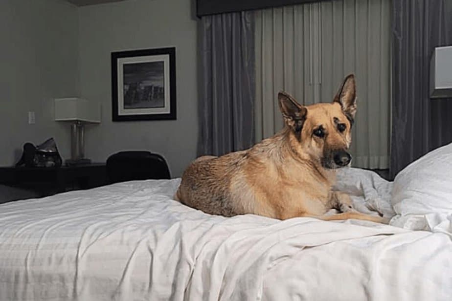 dog-friendly hotels near dallas, tx