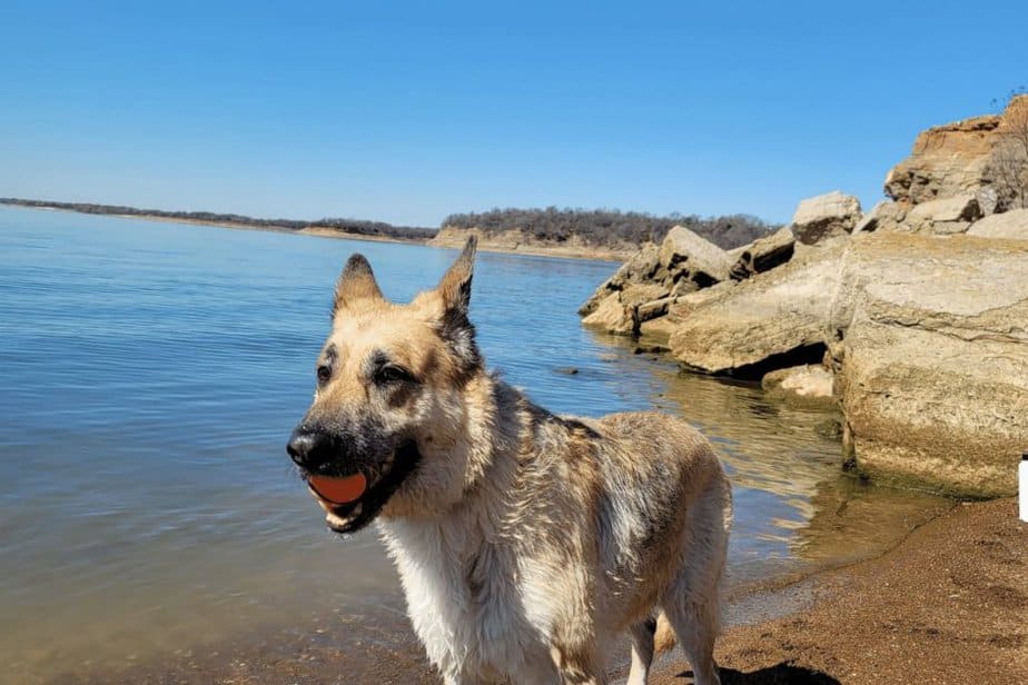 rockledge park with dogs near Dallas, TX