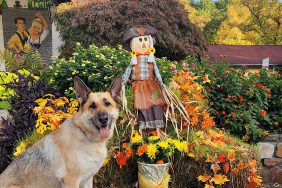 helen ga at halloween dog in front of a scarecrow