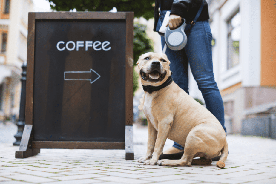 Dog on leash at coffee shop