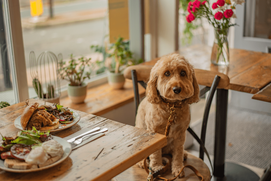 Dog sitting on chair at Denver restaurant