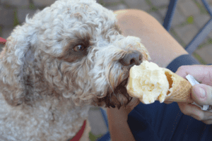 The Best Dog-Friendly Restaurants Denver Has to Offer - The Homebody