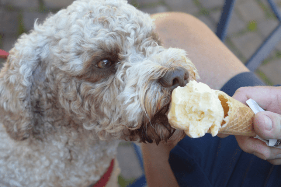 Tan dog eating an ice cream Cone
