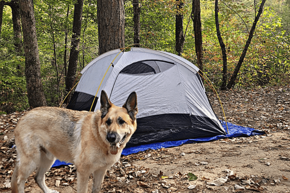 Camping at Dismals Canyon in Alabama- dog standing in front of tent