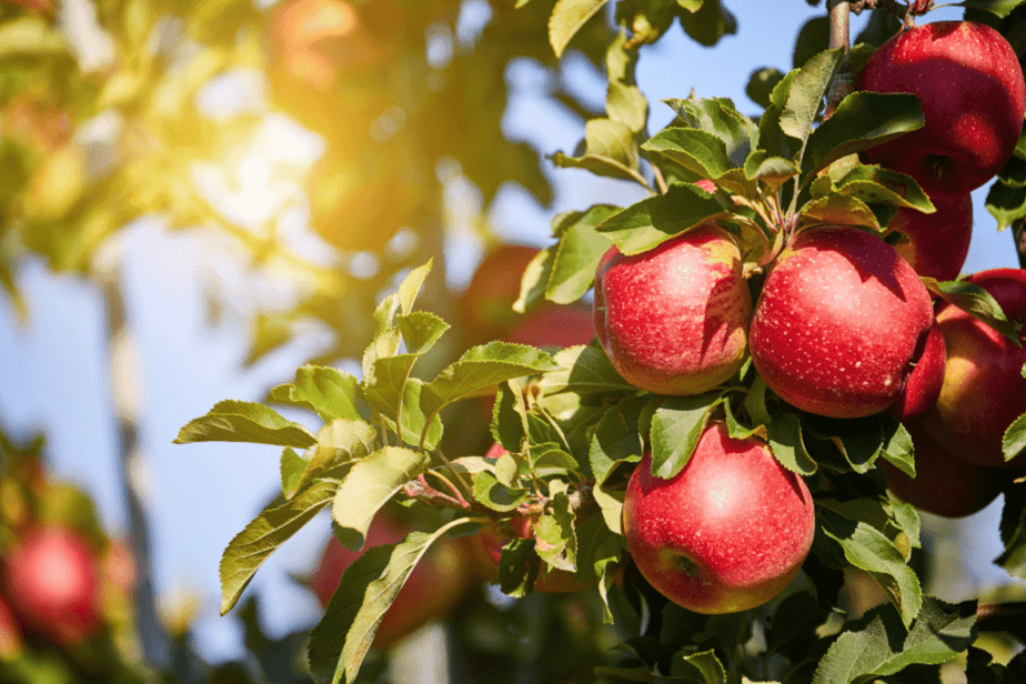 Apple Orchard in North Georgia