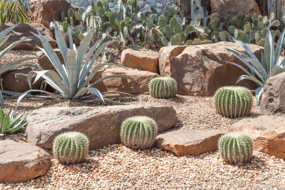 desert cactus botanical gardens las vegas