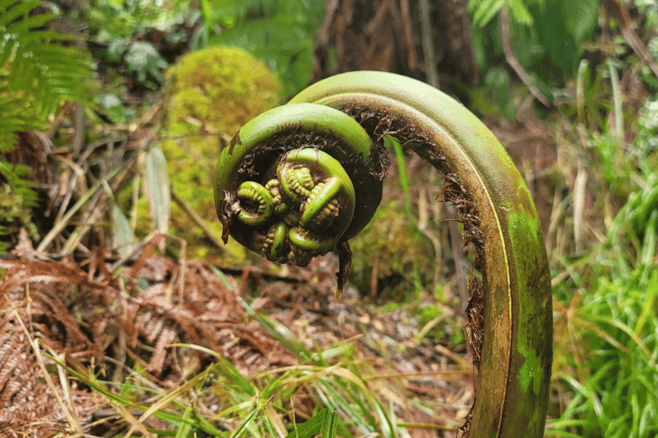 One Weekend on the Big Island An Adventure 3day Big Island Itinerary