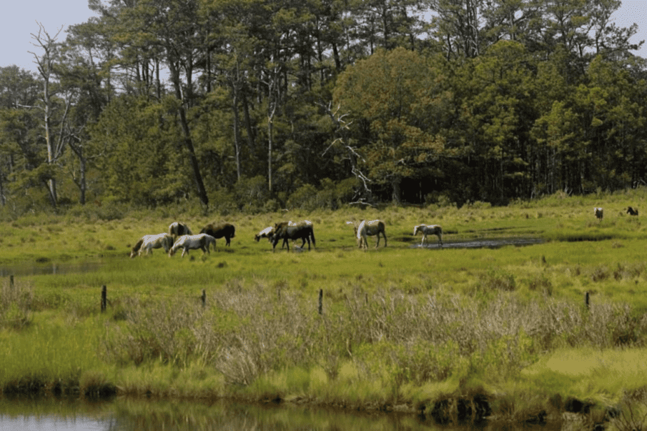 Chincoteague island wild horses for mother's day getaway in the us