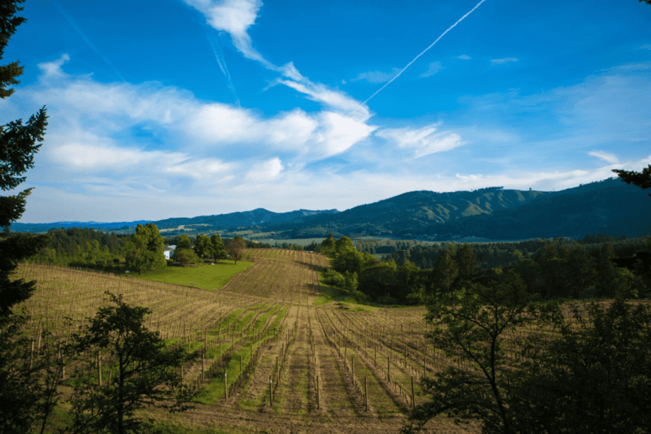 Oregon wine country- willamette valley 