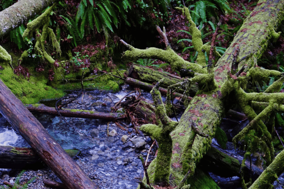 mossy logs in willamette national forest 