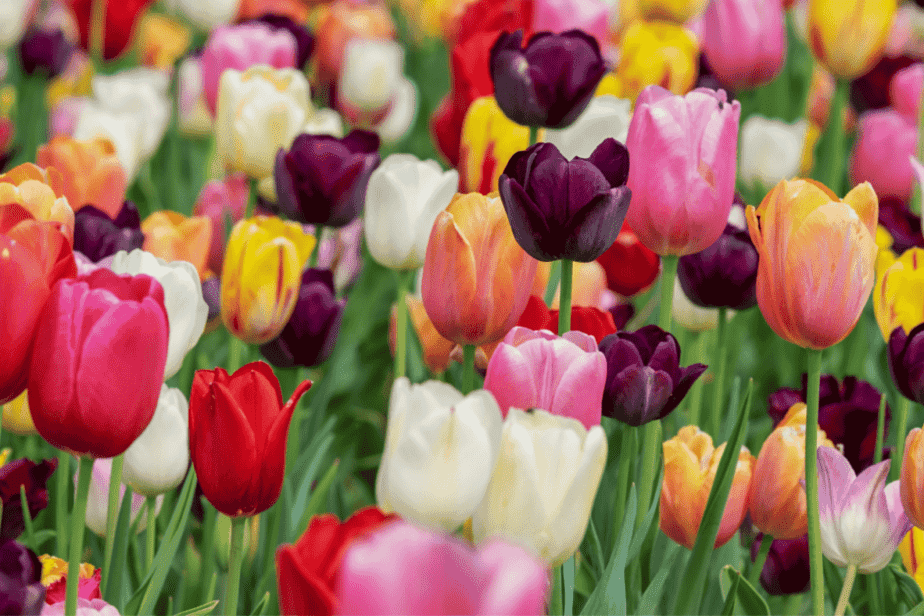 tulips at wooden tulip shop Oregon- things to do in willamette valley