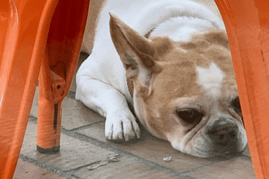 dog laying under an orange chair 