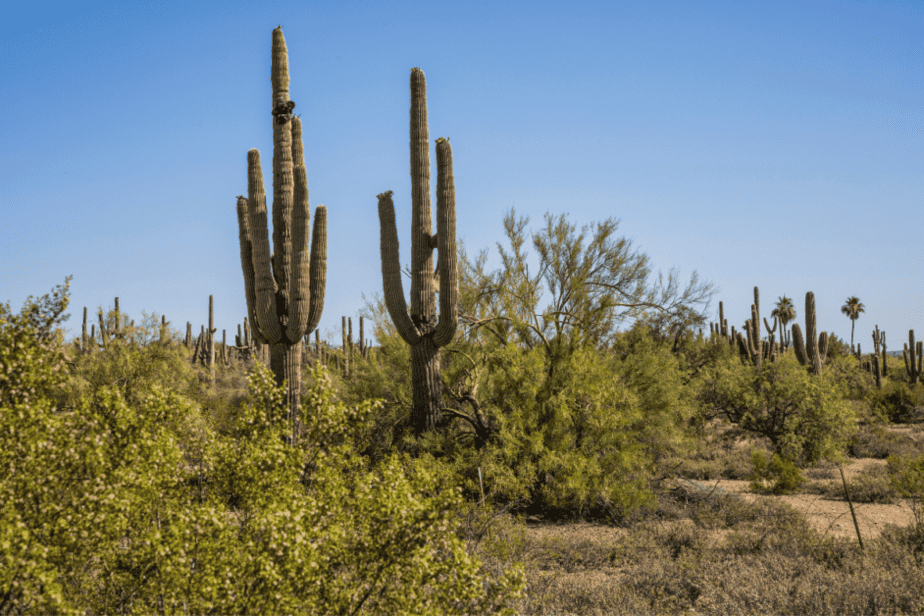 3-day Scottsdale AZ itinerary- Saguaros 