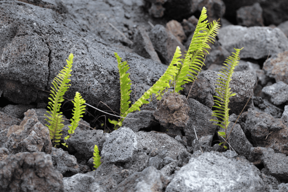 plants growing out of the lava rock 