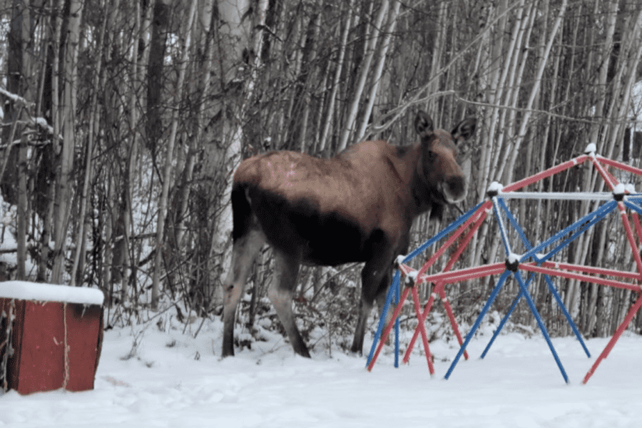 moose on a playground in fairbanks, ak