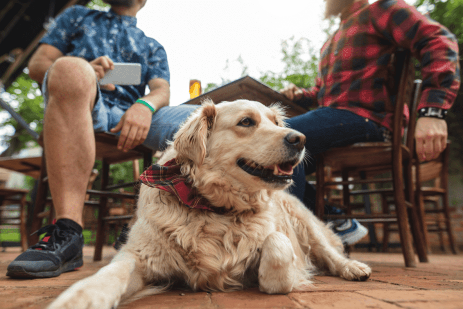 dog  laying outside at a dog-friendly brewery 