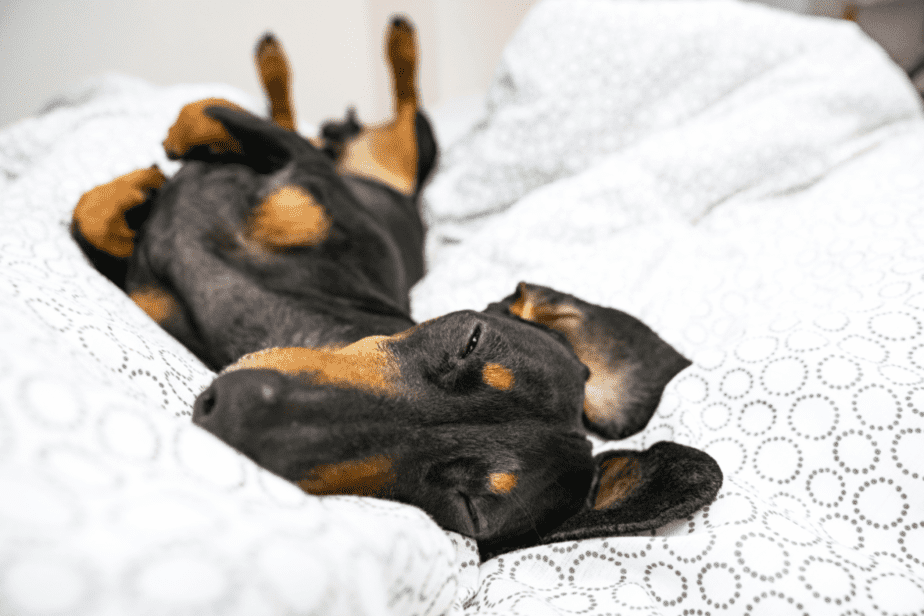 dog laying in hotel bed in dog-friendly stay in boise 