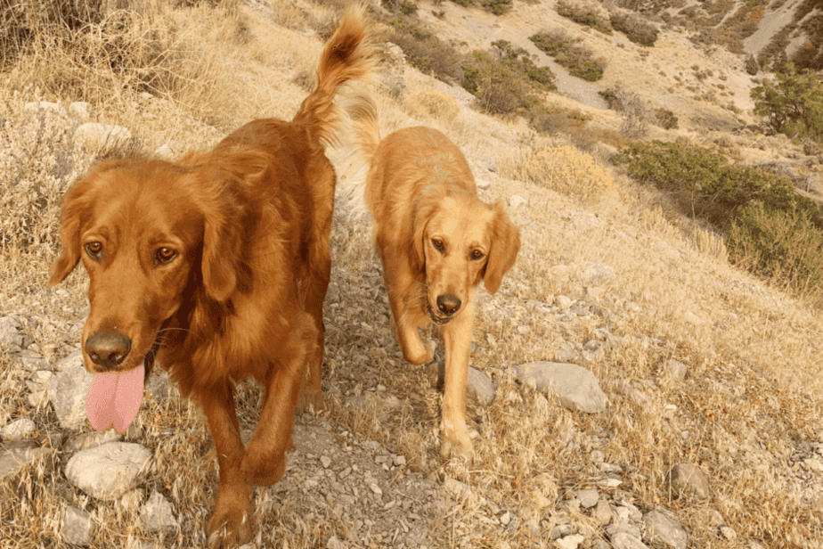 two golden retrievers hiking in the Boise Foothills 