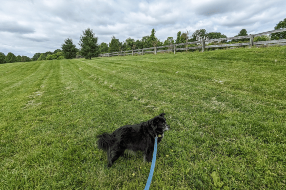dog in horse field 