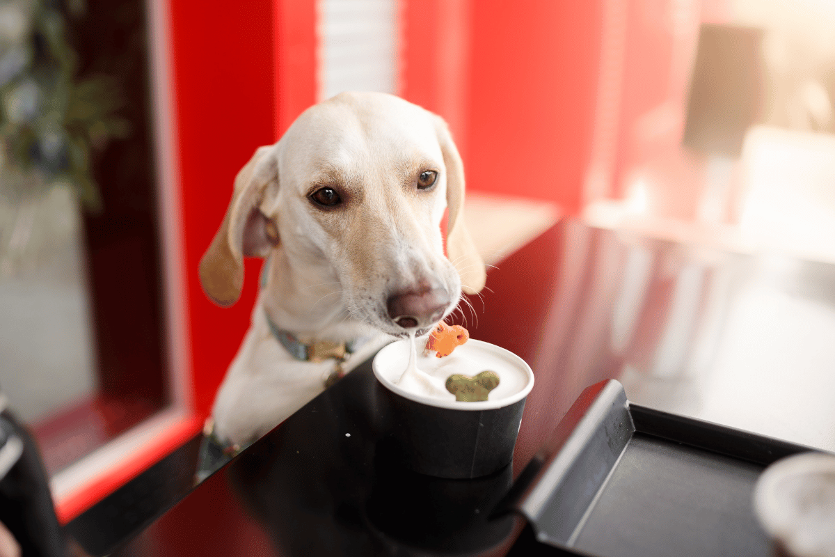 featured image for dog-friendly restaurants in dallas