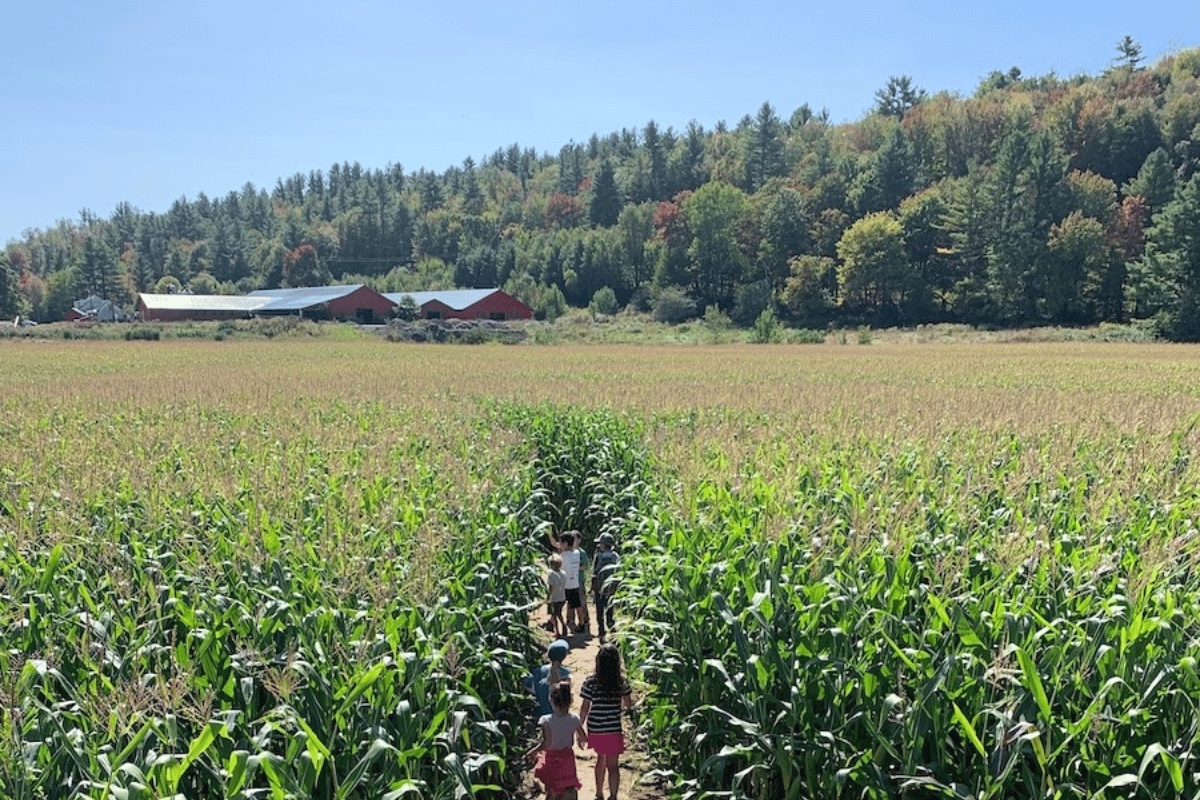 Dogfriendly Guide to Stowe, Vermont The Homebody Tourist