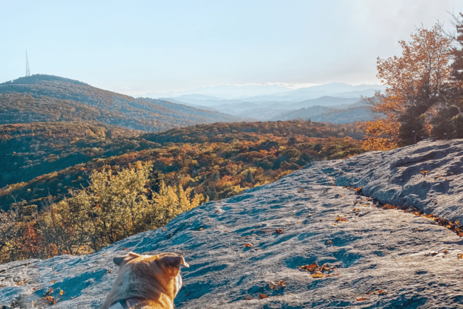 dog friendly road trip along the blue ridge parkway in the fall at an overlook