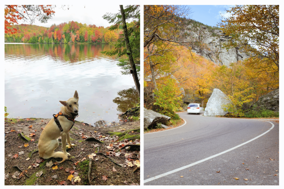 dog hiking at smugglers notch state park in stowe vermont along the sterling pond trail
