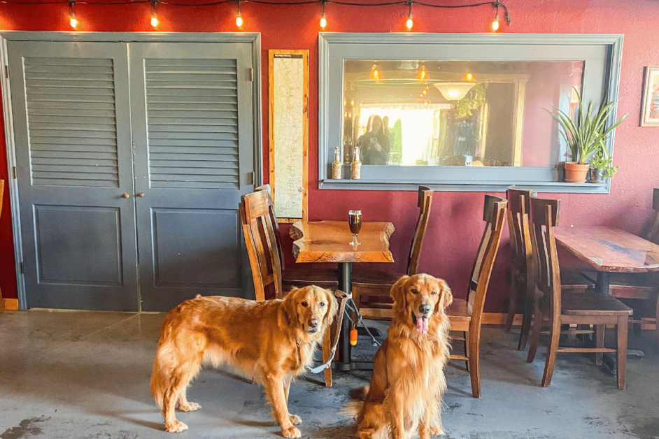 2 dogs at a dog-friendly brewery in asheville
