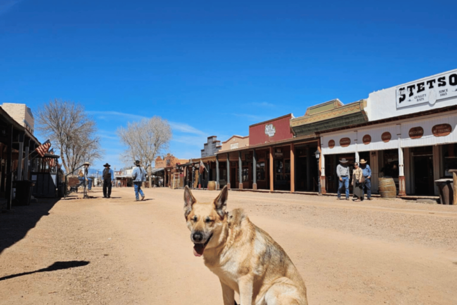 other things to do during one weekend in tucson- dog in tombstone-day trip from Tucson