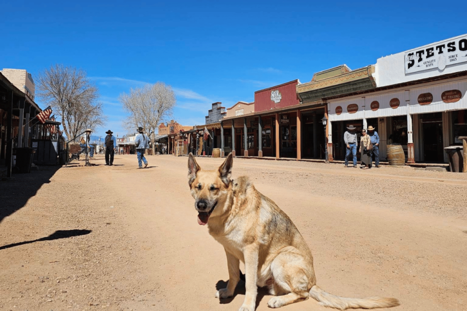 Dog-friendly things to do near me interactive map featured image.