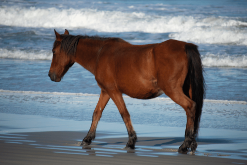 wild horse on the beach in the outer banks