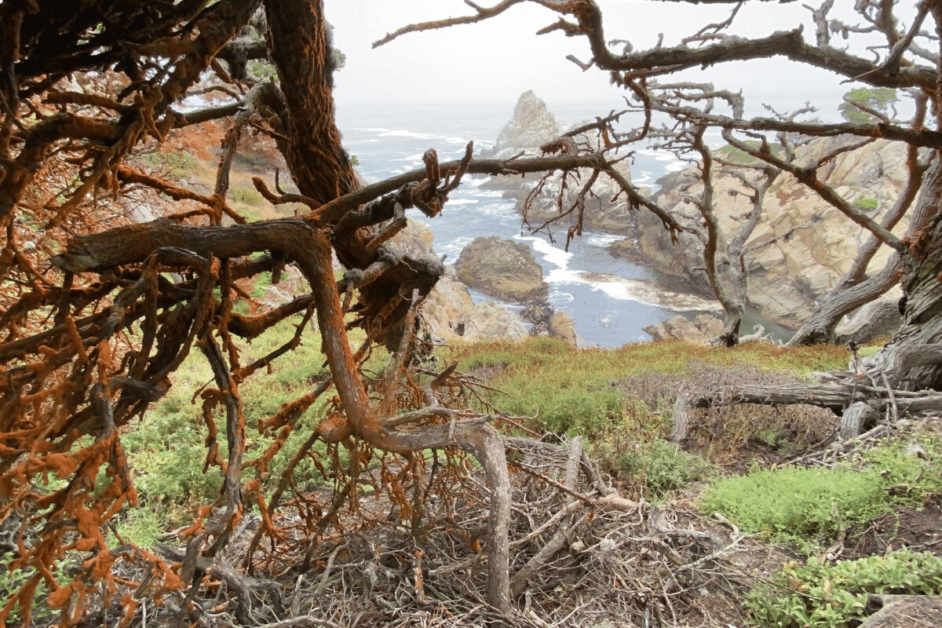 cypress grove trail at point lobos state natural reserve- best day hike in central California 
