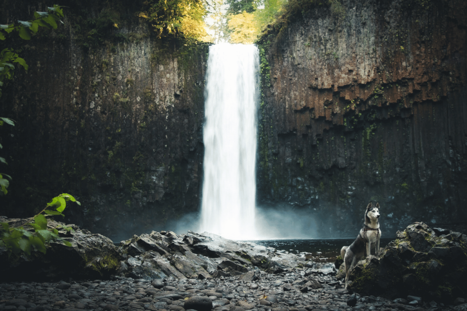 dog-friendly waterfalls in oregon. dog standing in front of Abiqua Falls 