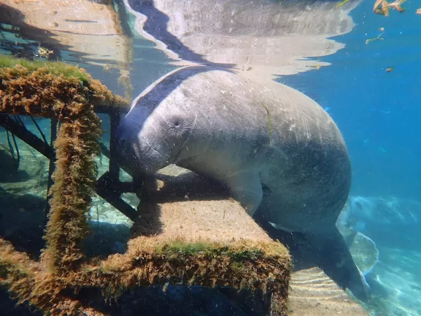snorkeling with manatees in crystal river 