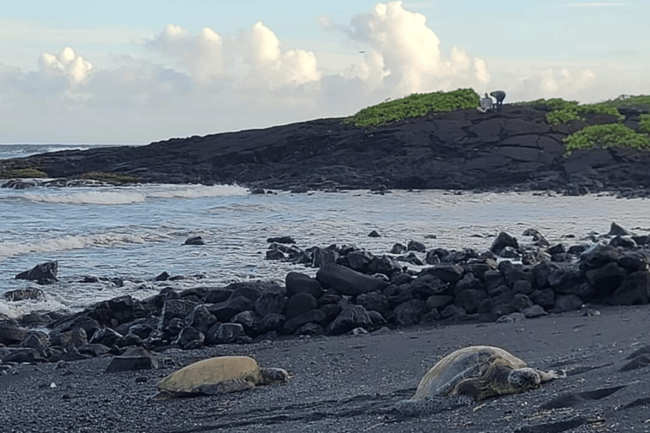 sea turtles on black sand beach on the big island