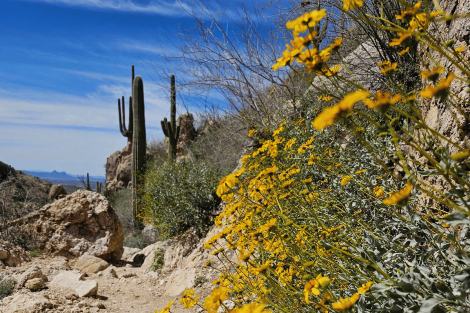 romero canyon trail in tucson arizona - best winter vacations in the united states 