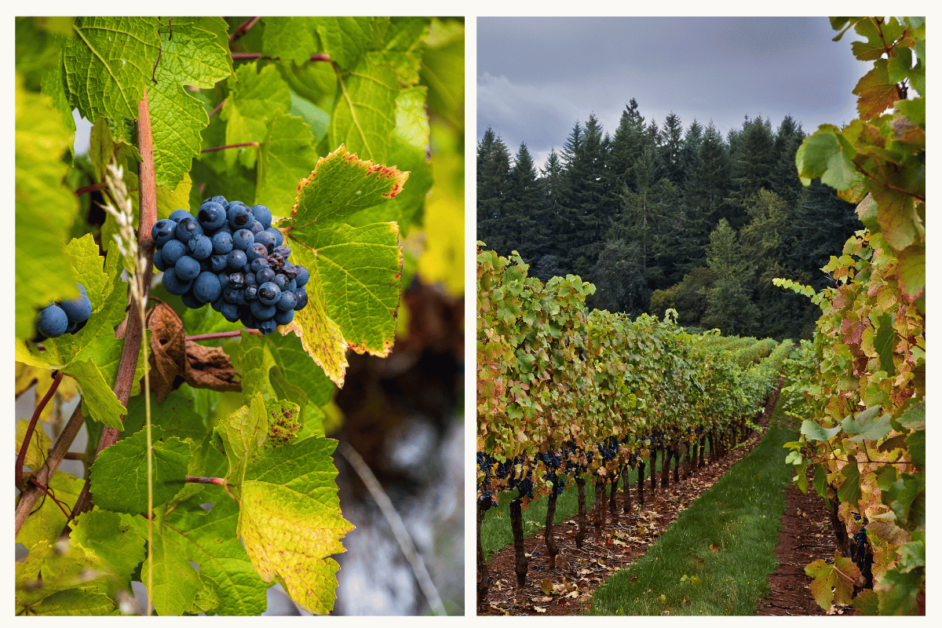 vineyard in the Willamette valley-best honeymoons in the us for wine-lovers
