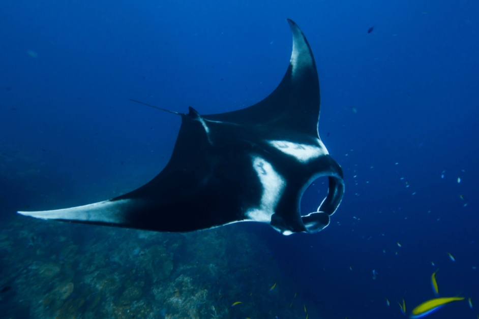 manta ray on the big island during night snorkel