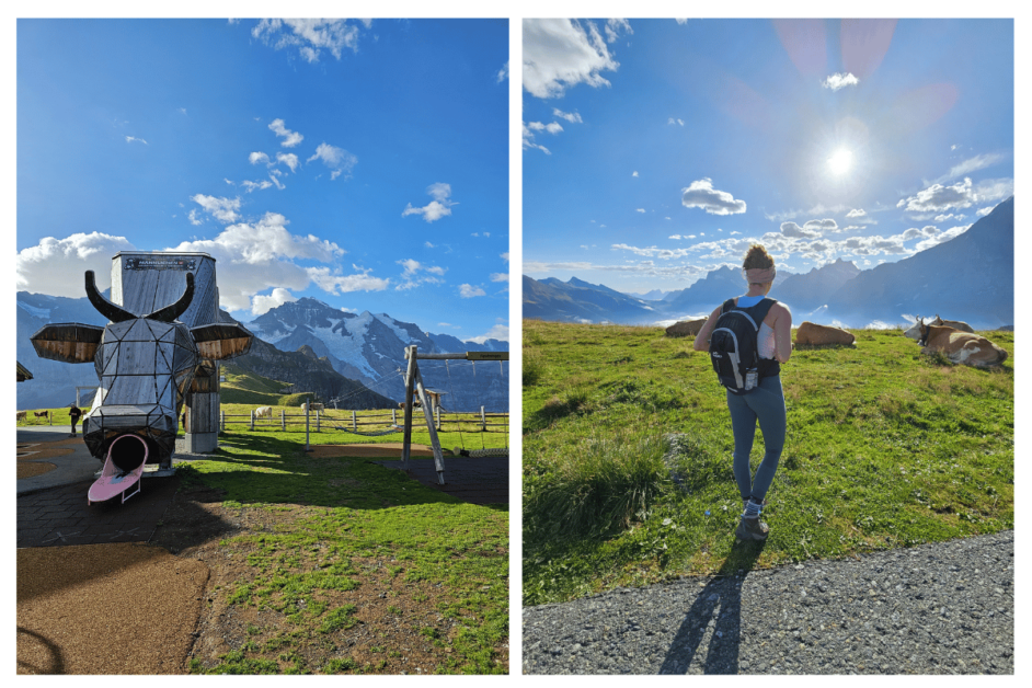 mannlichen playground and cows 