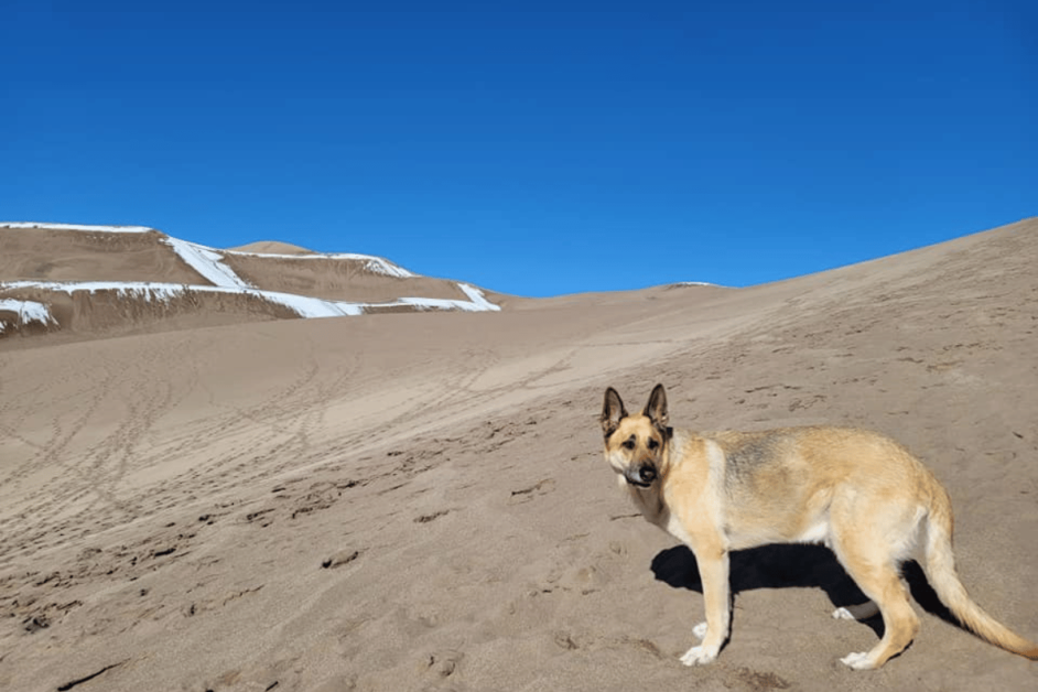dog-friendly things to do near me dog at great sand dunes national park. 