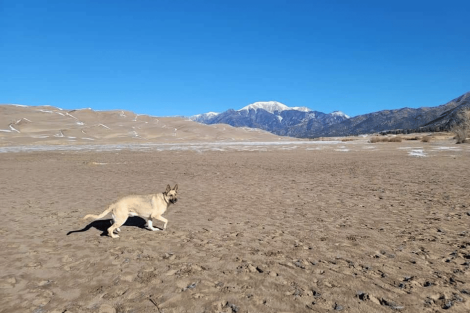 Great Sand Dunes National Park with a dog. 