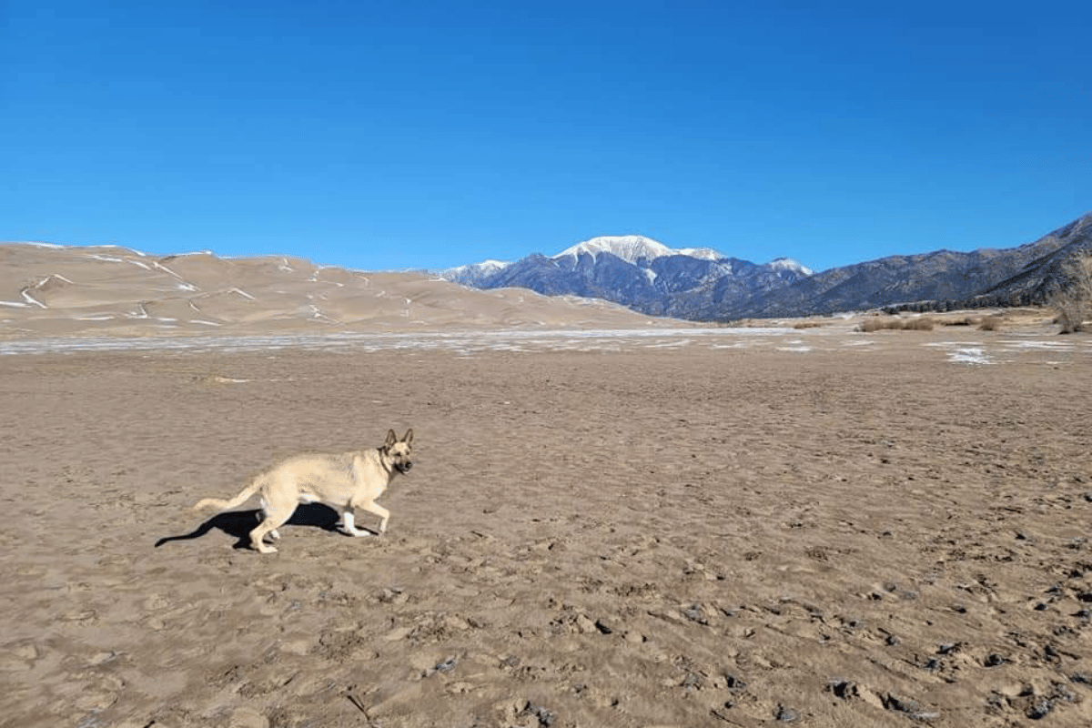 Great Sand Dunes National Park with a dog.
