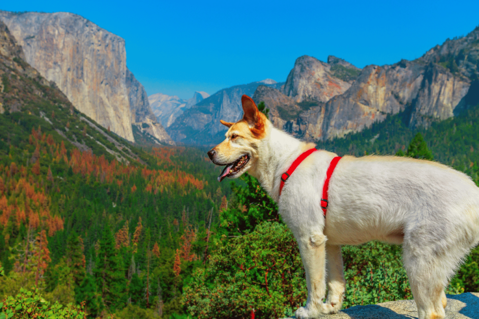 Dog at an overlook in Yosemite National Park. 