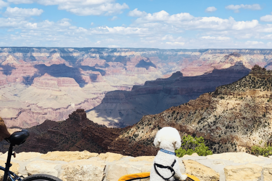 Dog at an overlook at Grand Canyon. 
