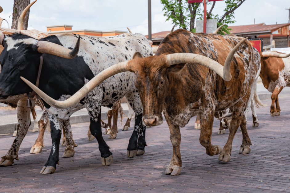 cattle run in fort worth. dates near dallas. 