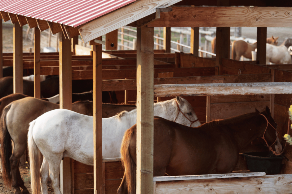 Horses at a Dude Ranch in Oklahoma. 