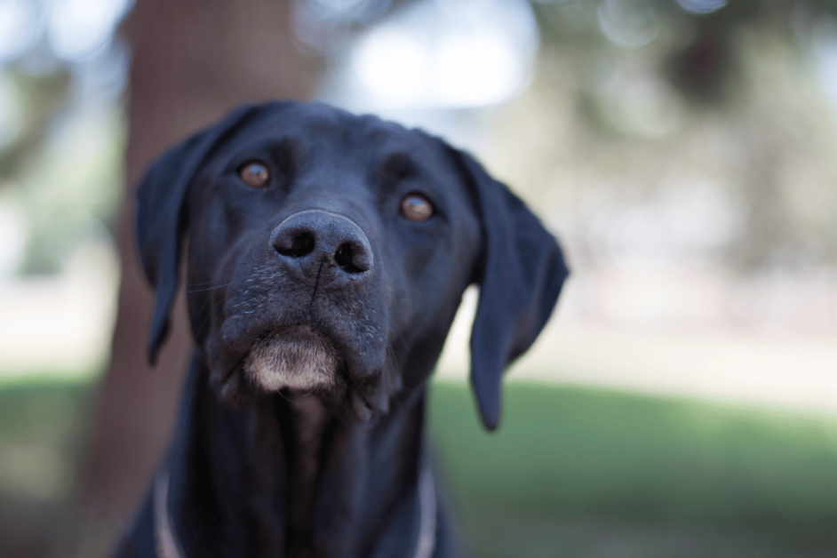 Close-up of a black lab in Grants Pass, OR. 