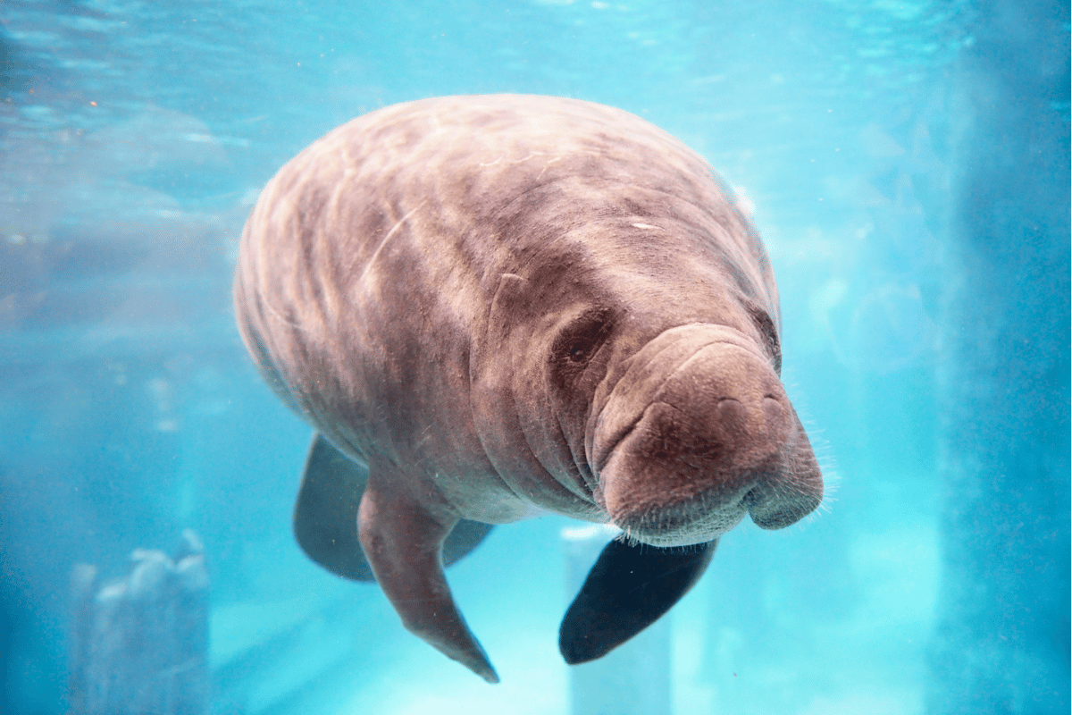 Manatee