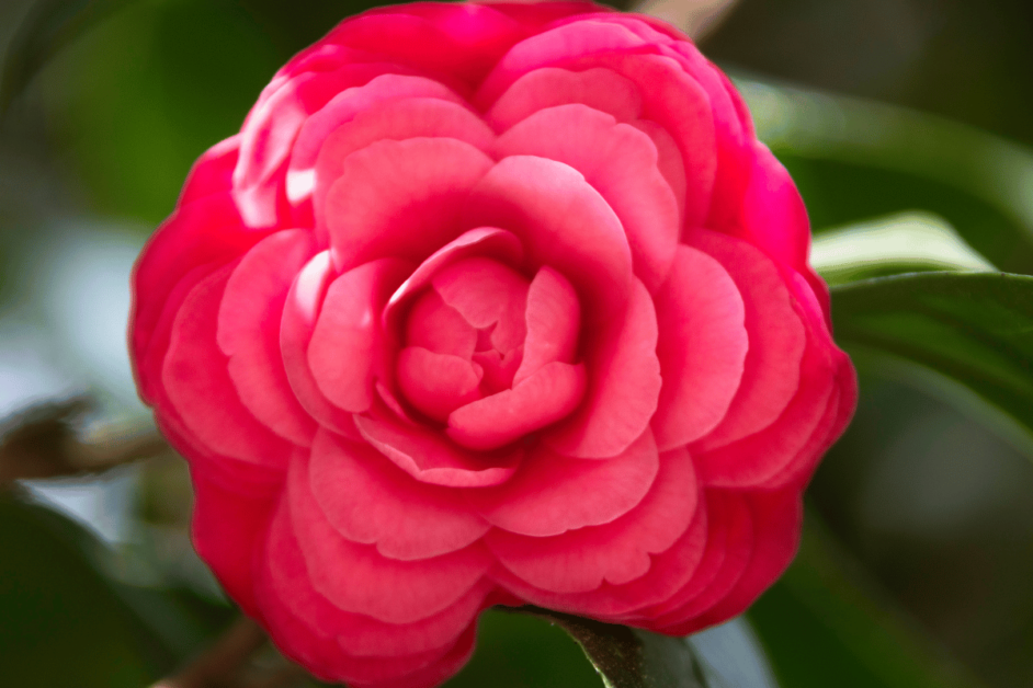 Closeup photo of a rose from Leu Gardens in Orlando, Florida.