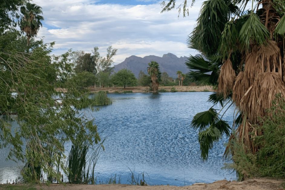 Silverbell Lake in Christopher Columbus Park in Tucson, AZ with palm trees and mountains in the background. 